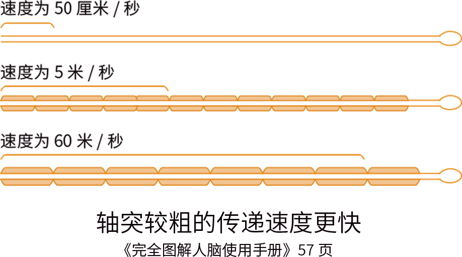 富氧让你的大脑效率从2G变5G！ image3